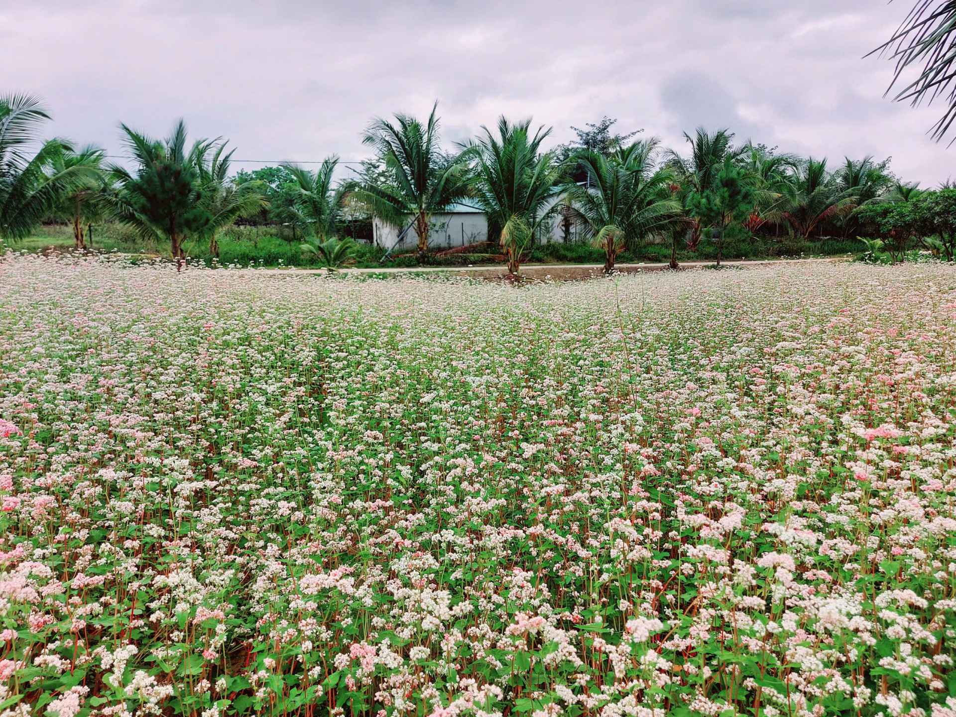 Hoa tam giác mạch ở nông trại Moshav