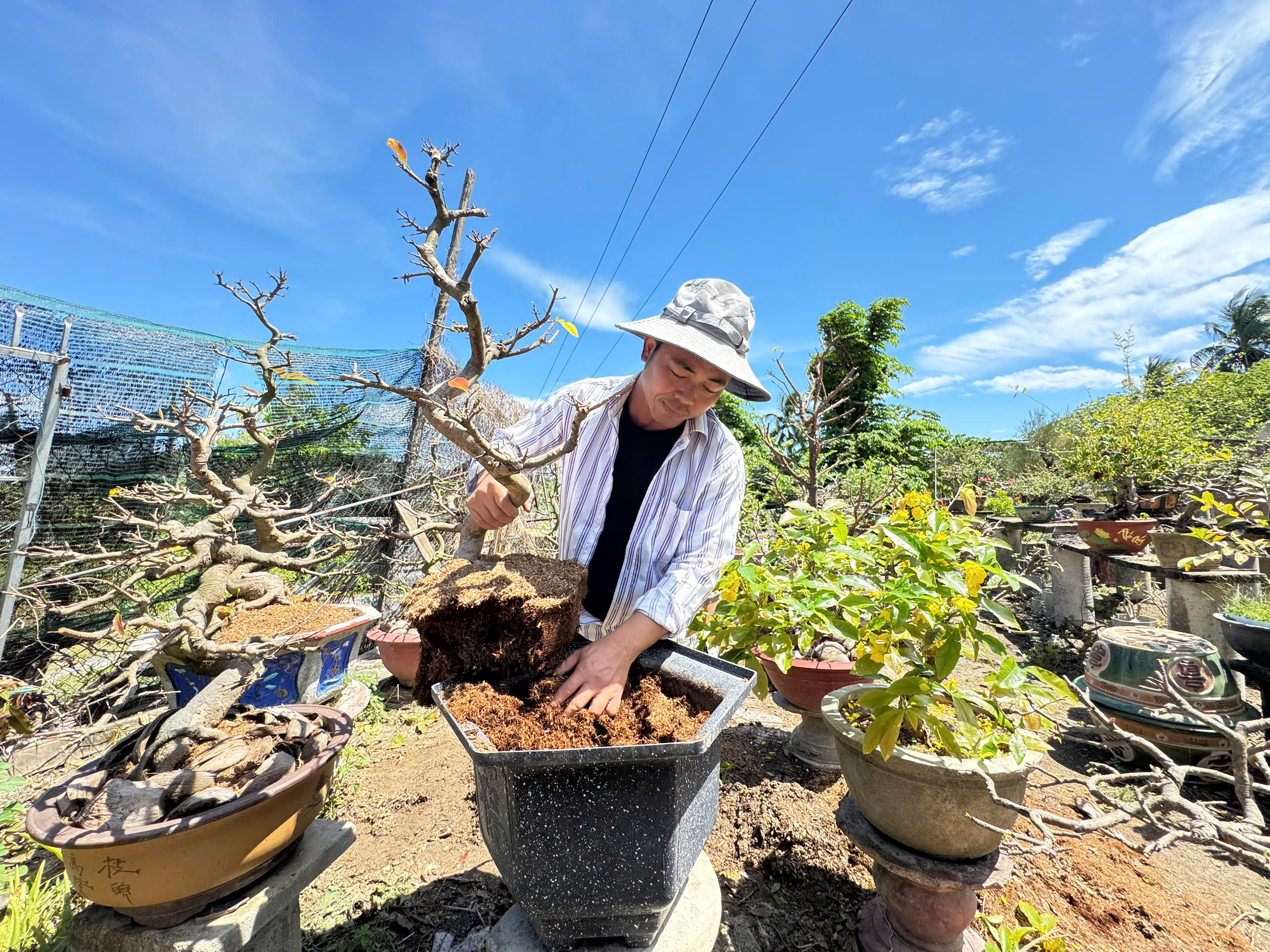 Tất bật chăm mai sau Tết