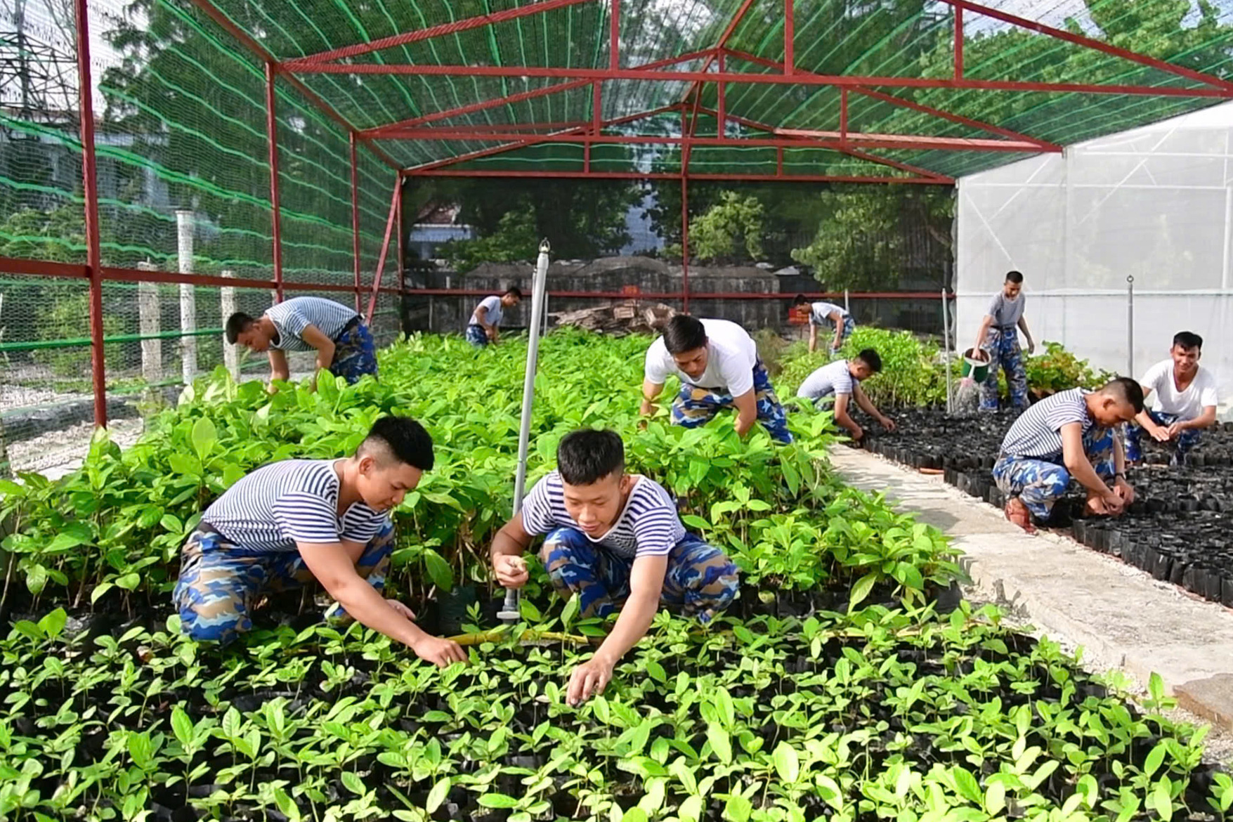 Cán bộ, chiến sĩ Đảo Sơn Ca Chăm sóc cây xanh tại vườn ươm.