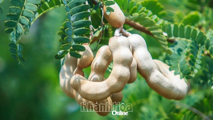 Thẩu me ngày tết