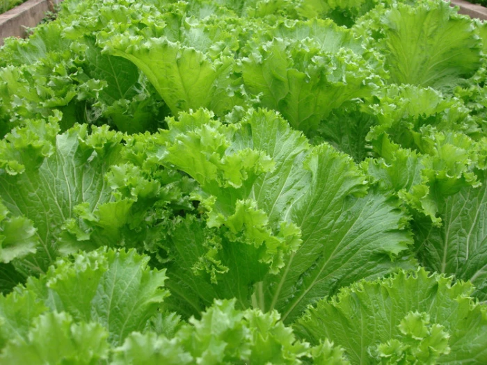 Cải bẹ xanh, thực phẩm vàng cho sức khỏe, phòng ngừa gout