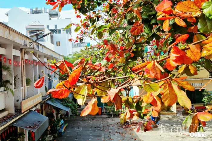 Nắng tháng Giêng 