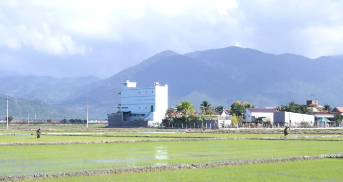 Nông dân xã Vạn Ninh chăm sóc lúa đông xuân ngày Tết