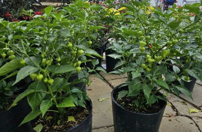 Cây trái sum suê khoe dáng xuân