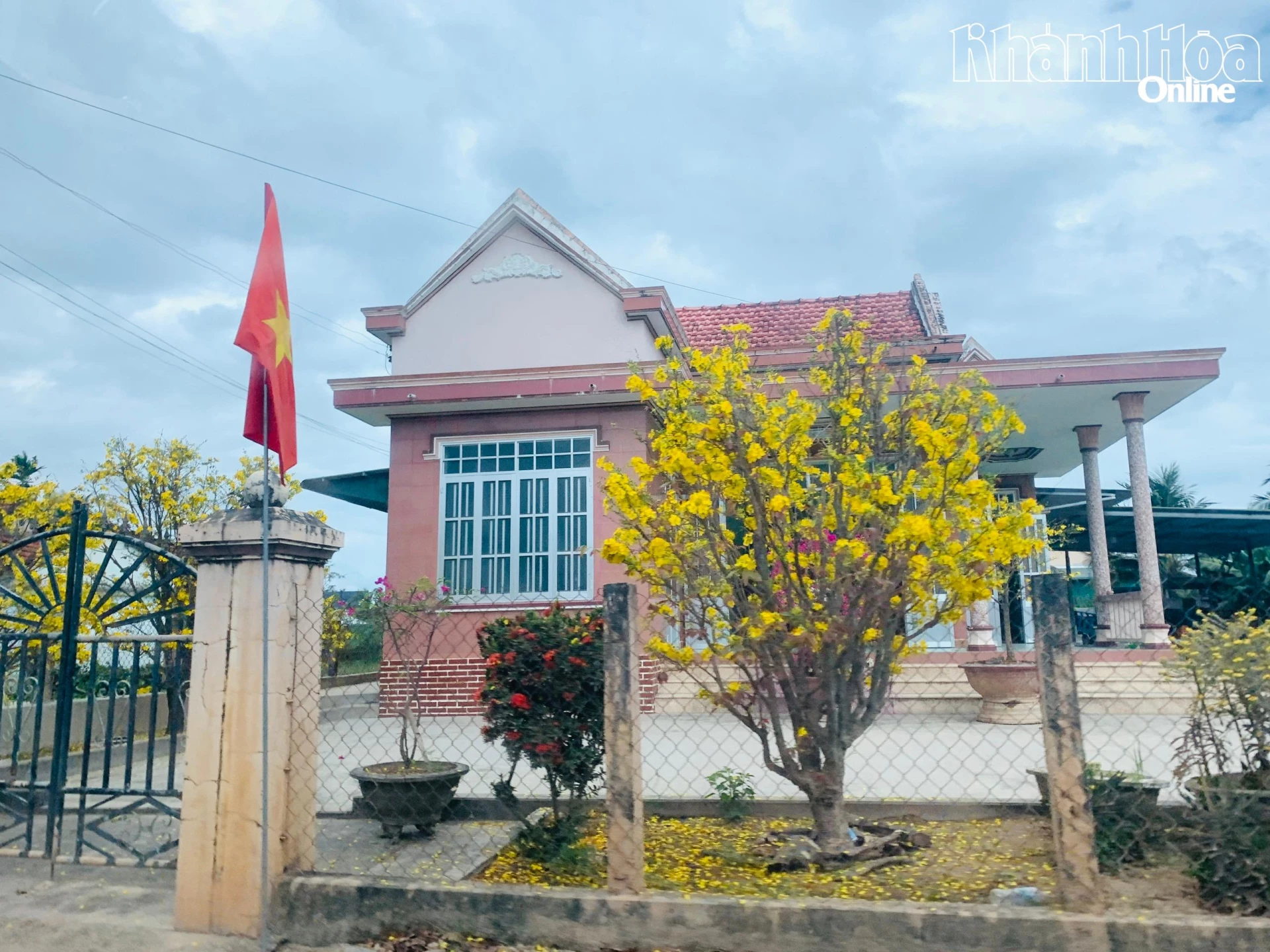 Những cây mai vàng nở bung cánh hết cỡ như gom cả nắng vàng đầu năm.