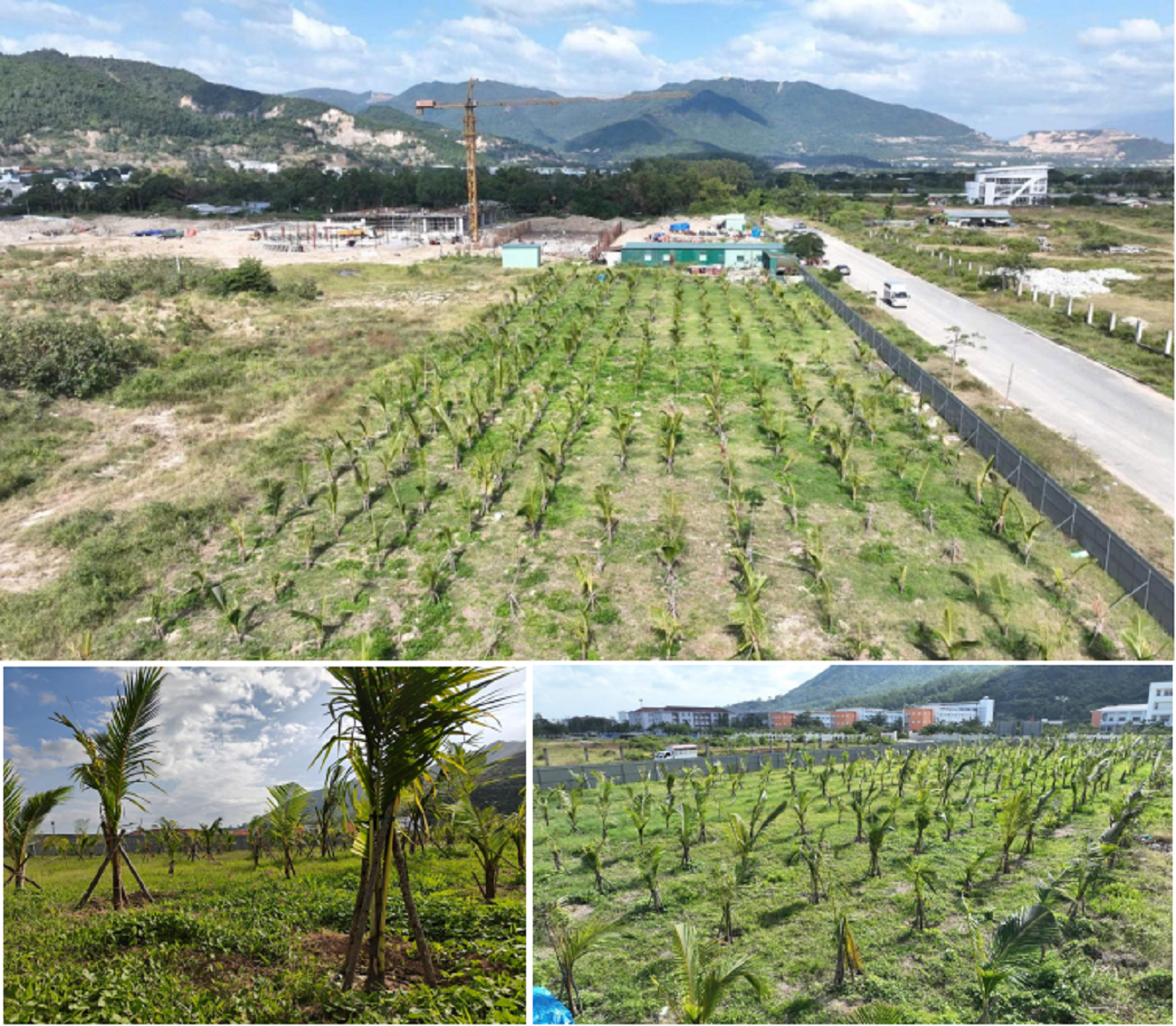 Gần 500 cây dừa được cán bộ, giảng viên UEH trồng nhân dịp UEH Day 2025 và lễ khởi công dự án, góp phần hình thành không gian sinh thái xanh cho UEH Nexus Campus Nha Trang.