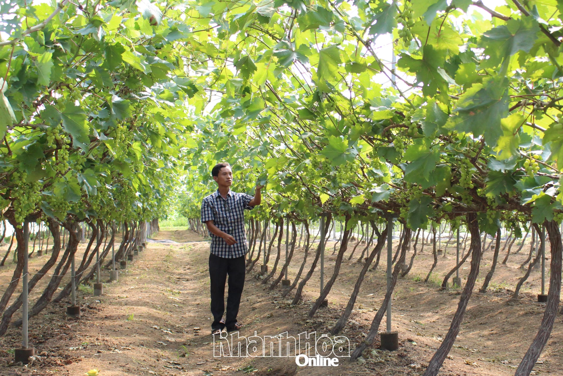 Chăm sóc vườn nho
tại xã Mỹ Sơn.