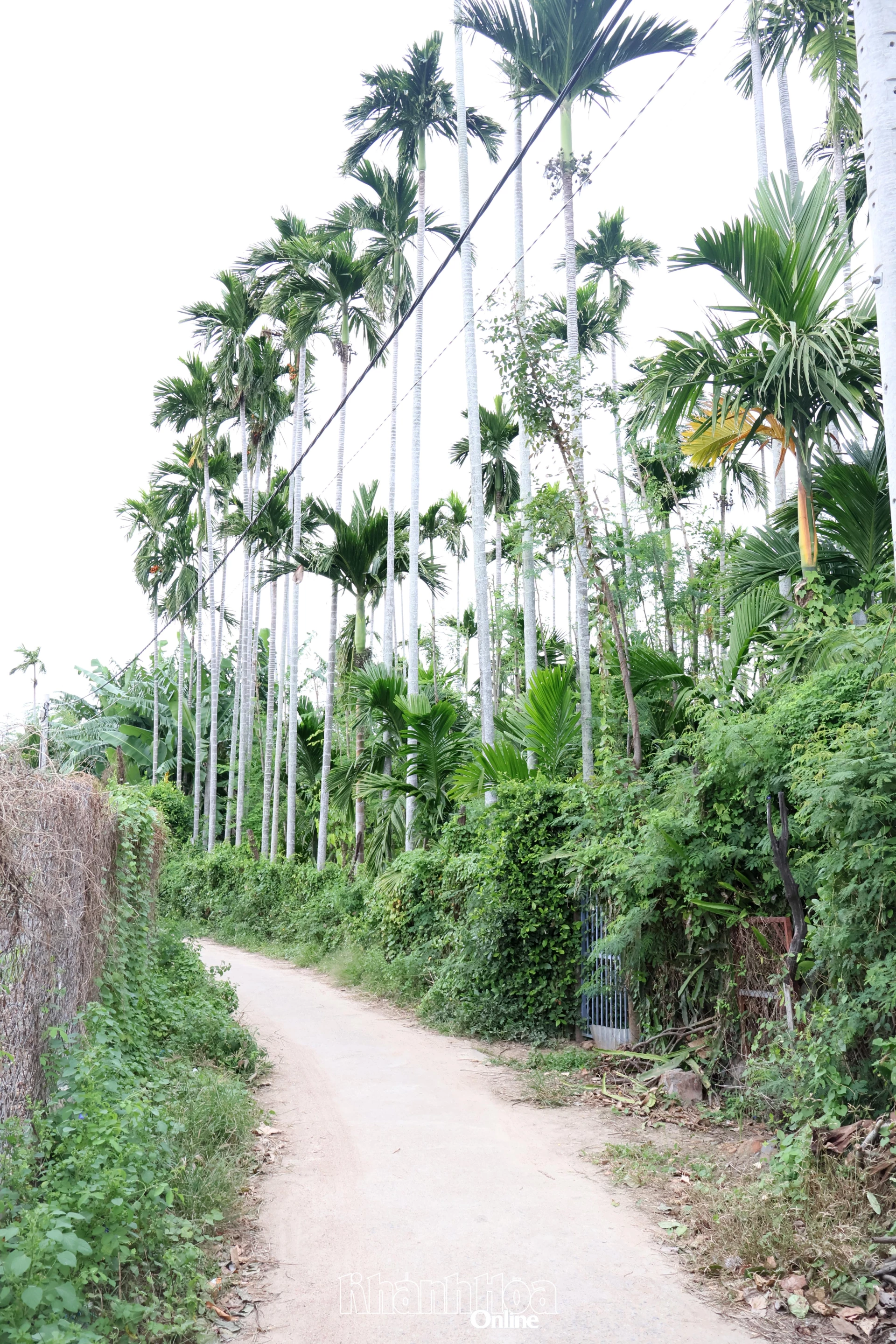 Ngày nay, số lượng vườn trầu, cau ở thôn Thuận Hòa không còn nhiều nhưng xanh mướt, đậm hồn quê.