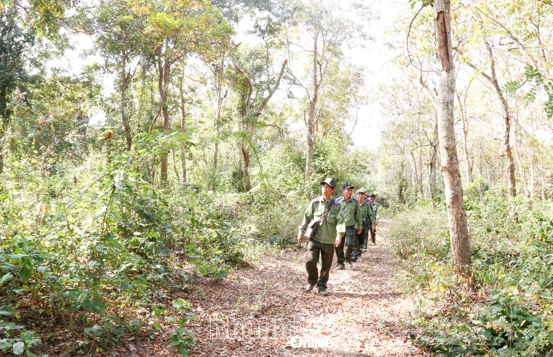 Lực lượng bảo vệ rừng chuyên trách của Ban Quản lý rừng phòng hộ Ninh Hòa - Vạn Ninh tuần tra bảo vệ rừng căm xe tại xã Tây Ninh Hòa.