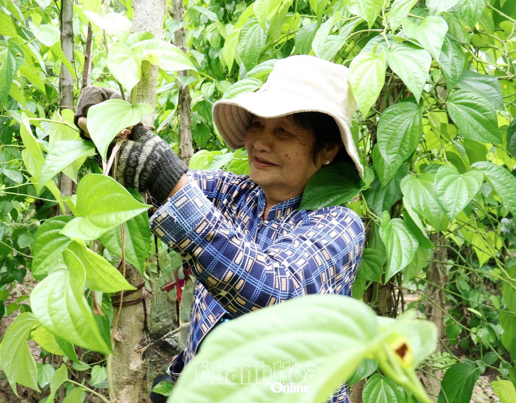 Người dân thôn Thuận Hòa (xã Ninh Phước) chăm sóc vườn trầu.