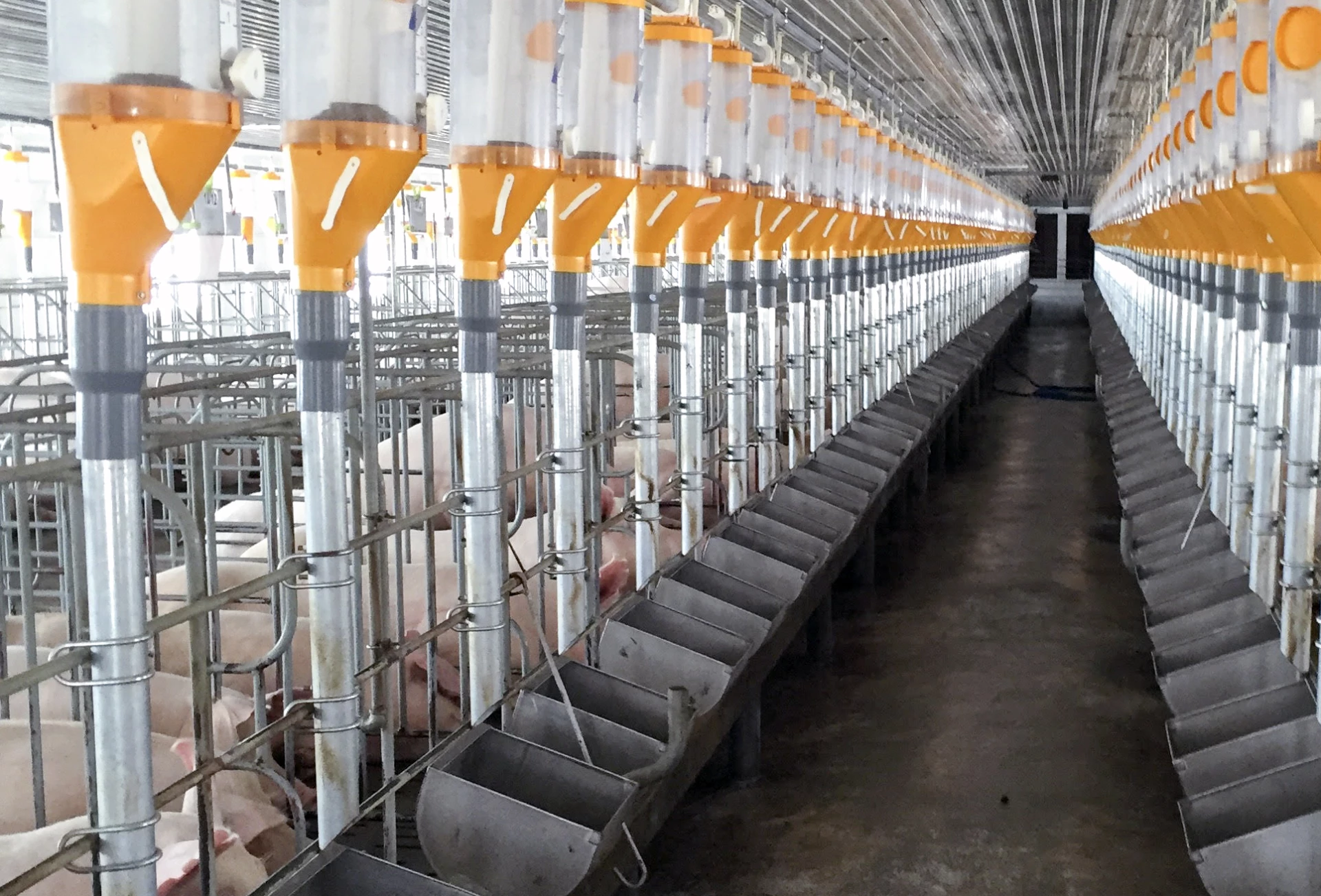 Một trang trại chăn nuôi heo quy mô lớn, an toàn dịch bệnh tại xã Trung Khánh Vĩnh.