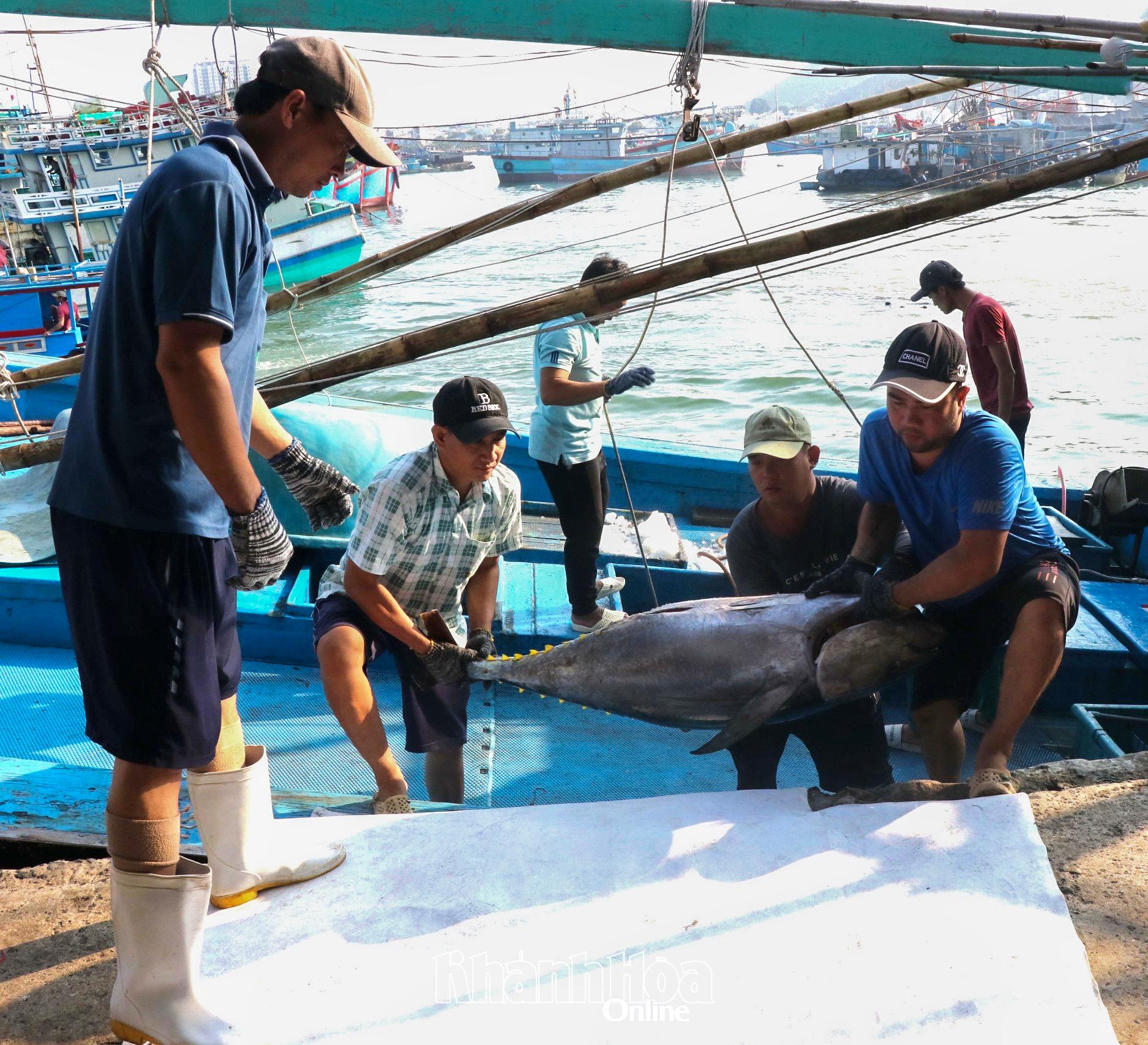 Chuyến biển tháng 1-2026, nhiều tàu câu cá ngừ đại dương trong tỉnh đạt sản lượng khá cao.