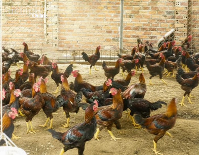 Nhanh chóng khống chế ổ dịch cúm gia cầm