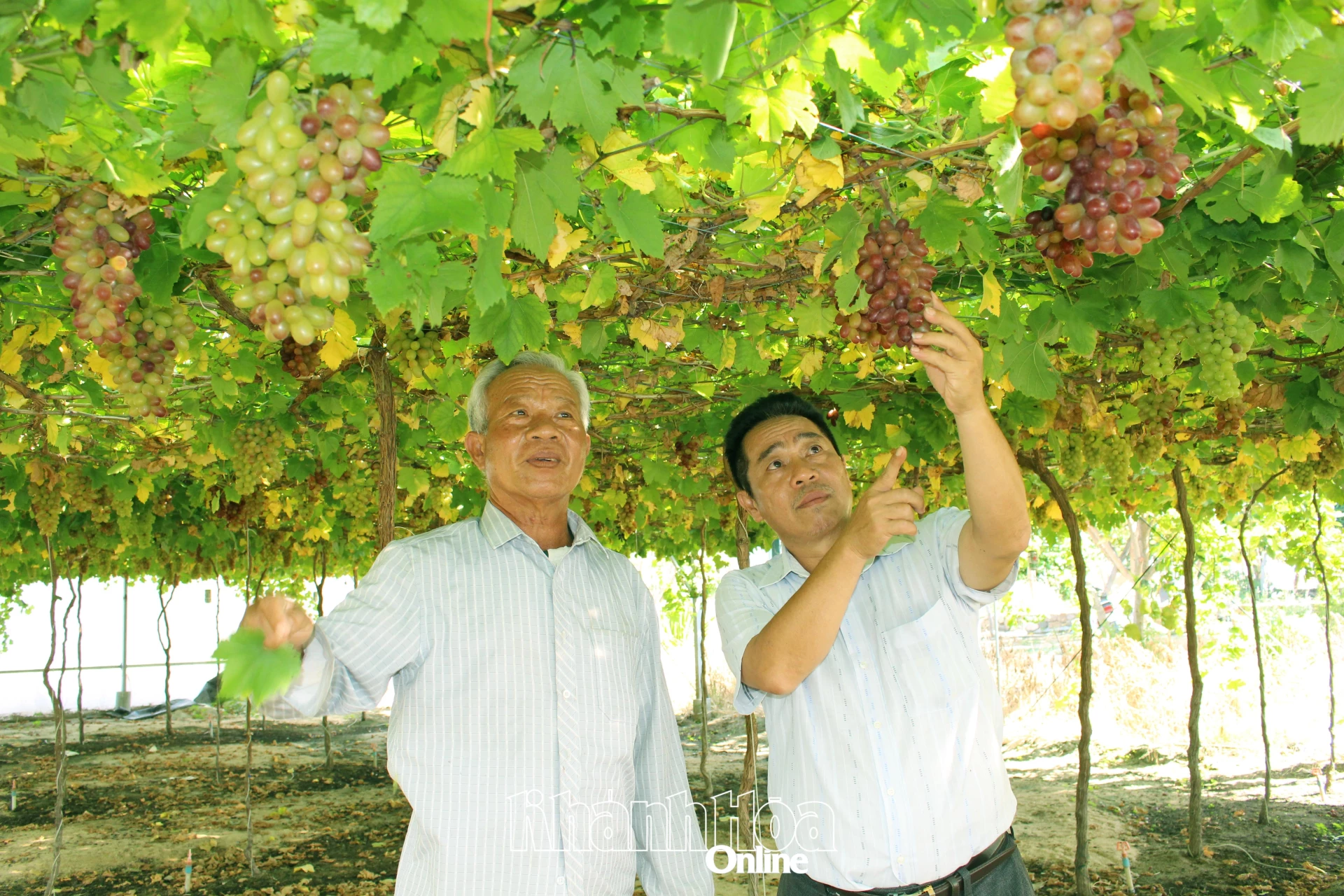 Ông Nguyễn Khắc Phòng (bìa trái) trao đổi với lãnh đạo Viện Nghiên cứu Bông
và Phát triển nông nghiệp Nha Hố về phát triển giống nho trồng.