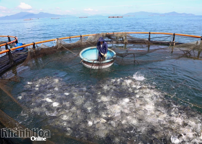 Khánh Hòa phấn đấu đến năm 2030, phát triển nông nghiệp, nông thôn bền vững, hiệu quả