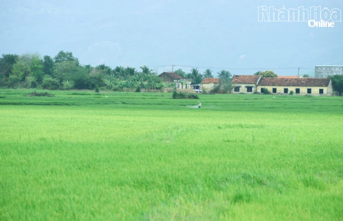 Xuân dịu dàng trên cánh đồng quê