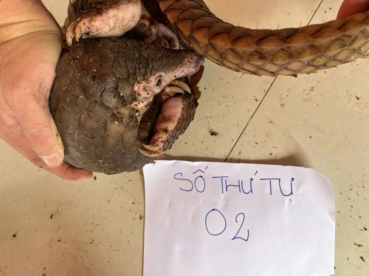 [Video] Bắt quả tang 2 vợ chồng nuôi nhốt động vật nguy cấp, quý hiếm - Báo Khánh Hòa