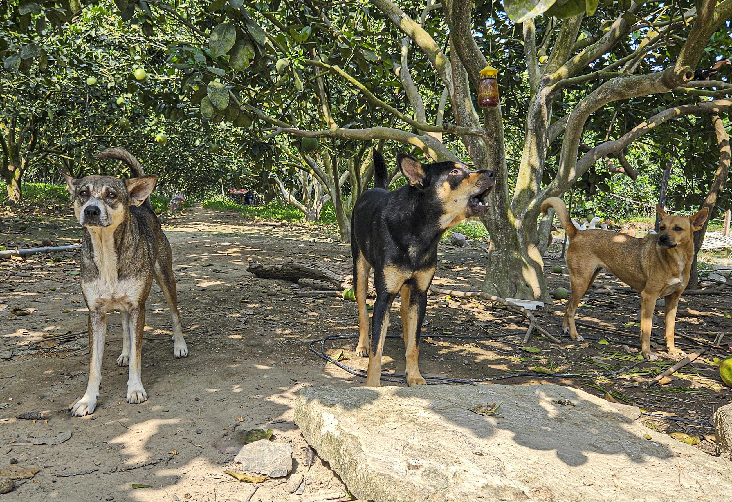 Đẩy mạnh tuyên truyền phòng ngừa bệnh dại