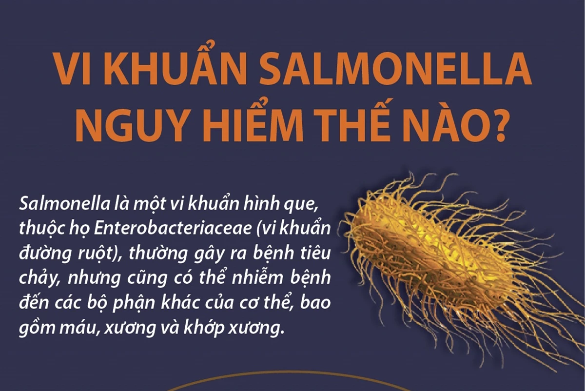 Vi khuẩn salmonella nguy hiểm thế nào?
