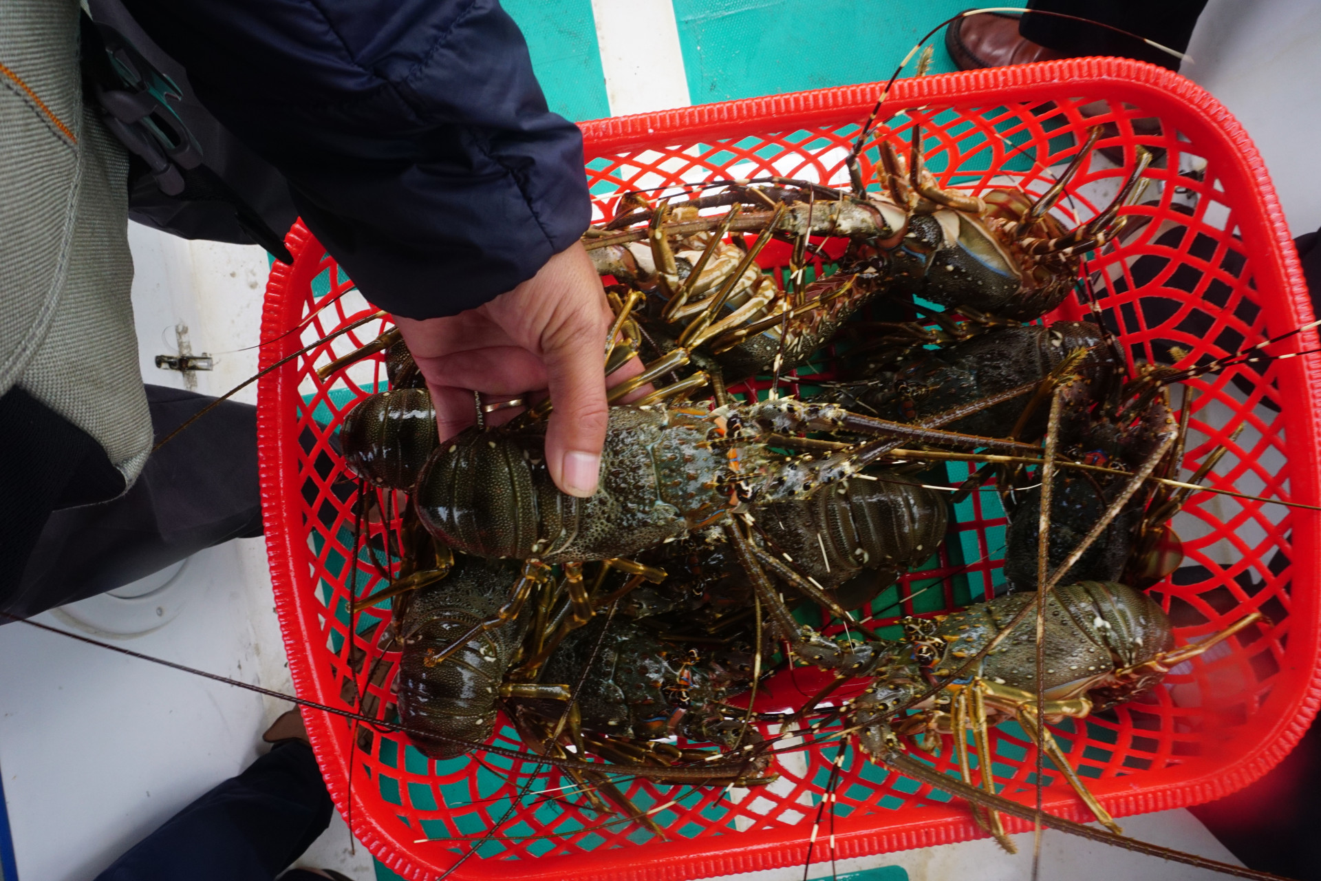 Scalloped spiny lobsters have been highly consumed in the first months of 2024.

