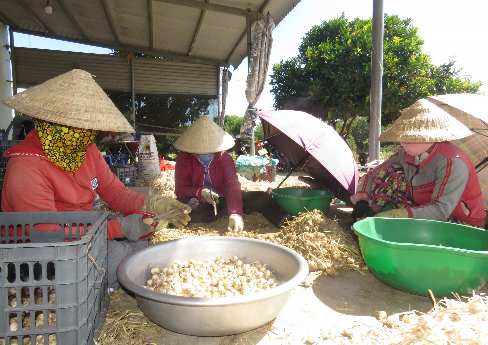 Người dân sơ chế tỏi.
