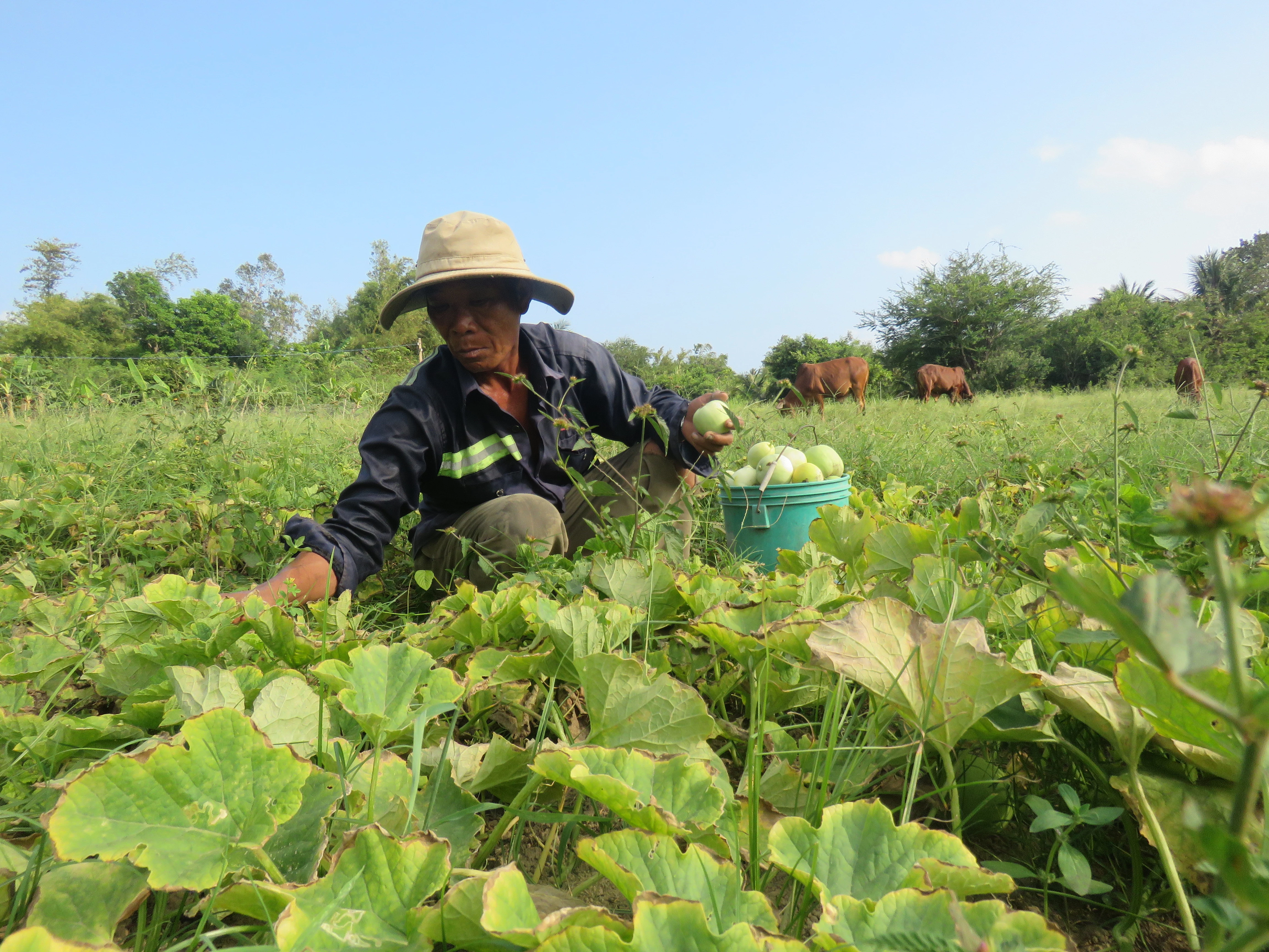 Xã Vạn Khánh: Vào mùa thu hoạch dưa lê