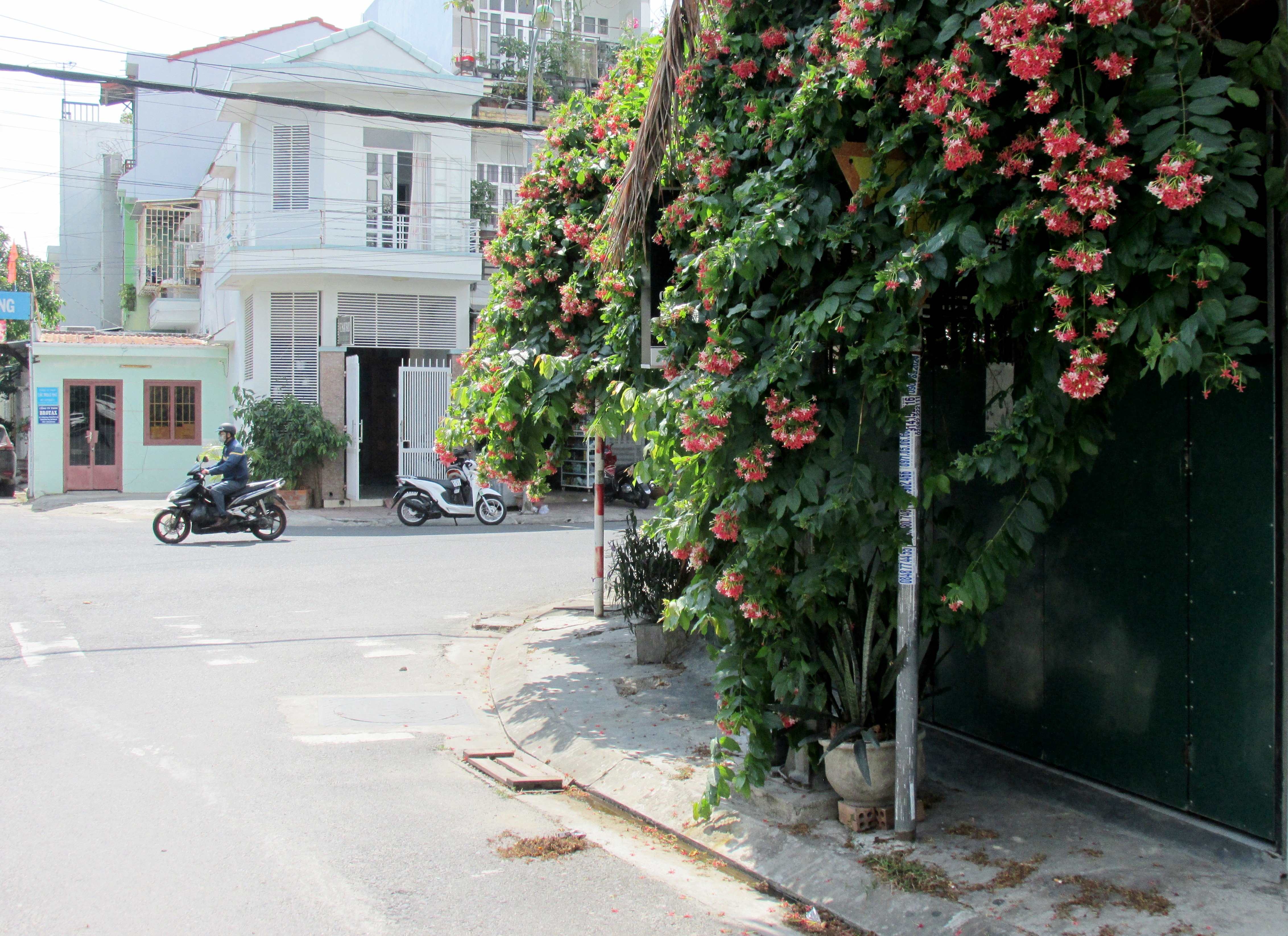 Biển báo bị cây xanh che khuất