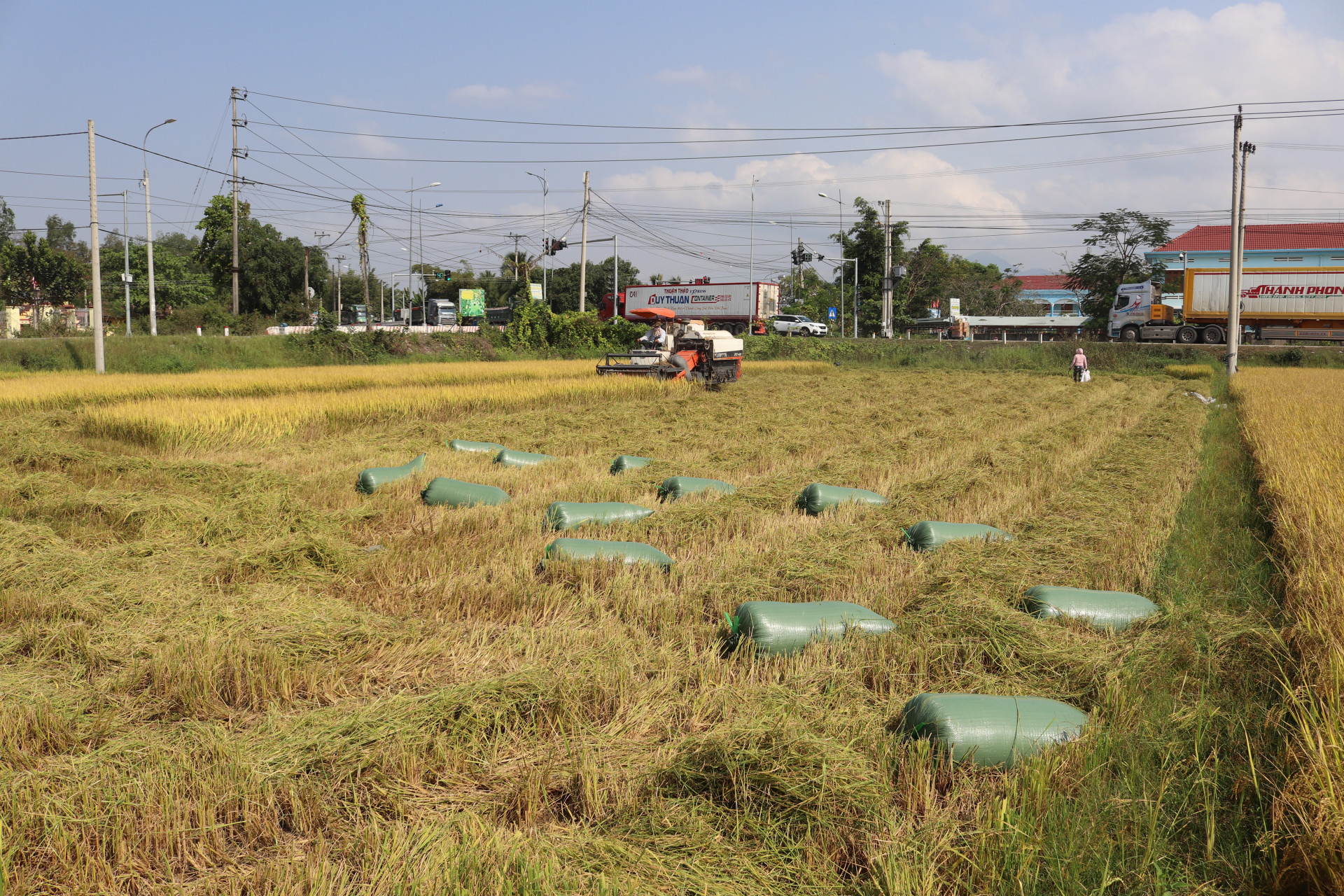 Cánh đồng lúa vào vụ gặt.
