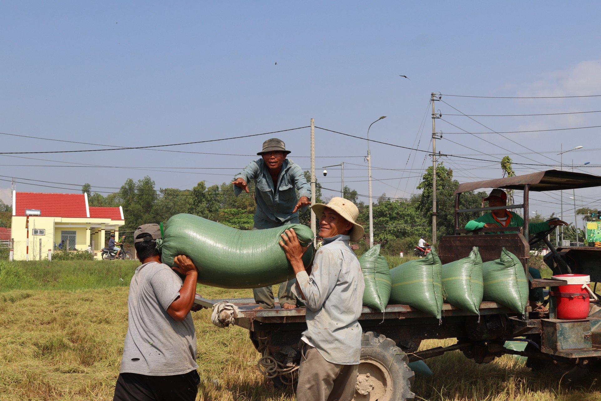 Vận chuyển lúa lên xe.
