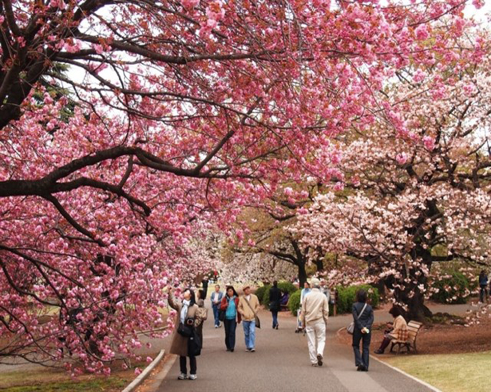 Cuối tháng 3, hoa anh đào ở Nhật Bản đang nở rộ là thời điểm đẹp nhất để du lịch