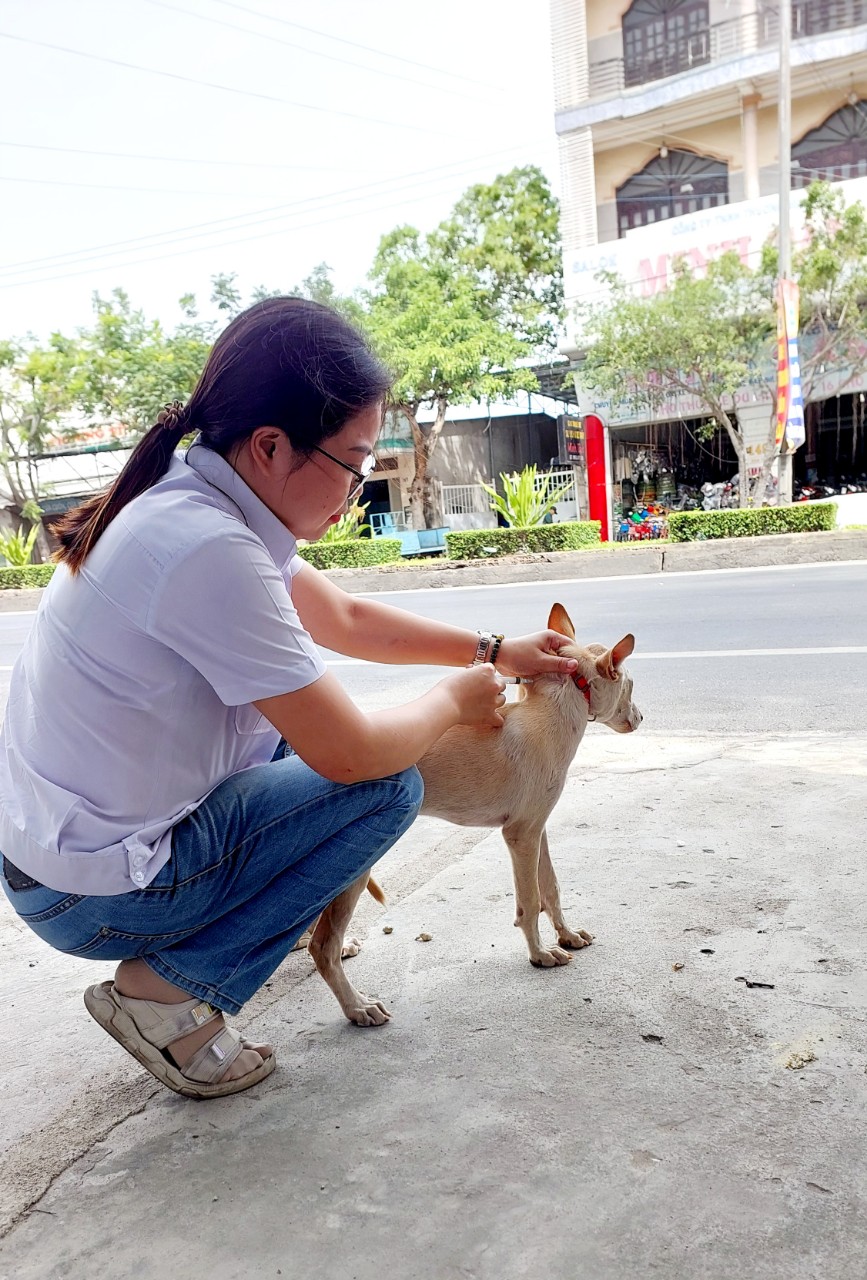 
Cán bộ Thú y Cam Ranh tiêm phòng bệnh Dại cho chó