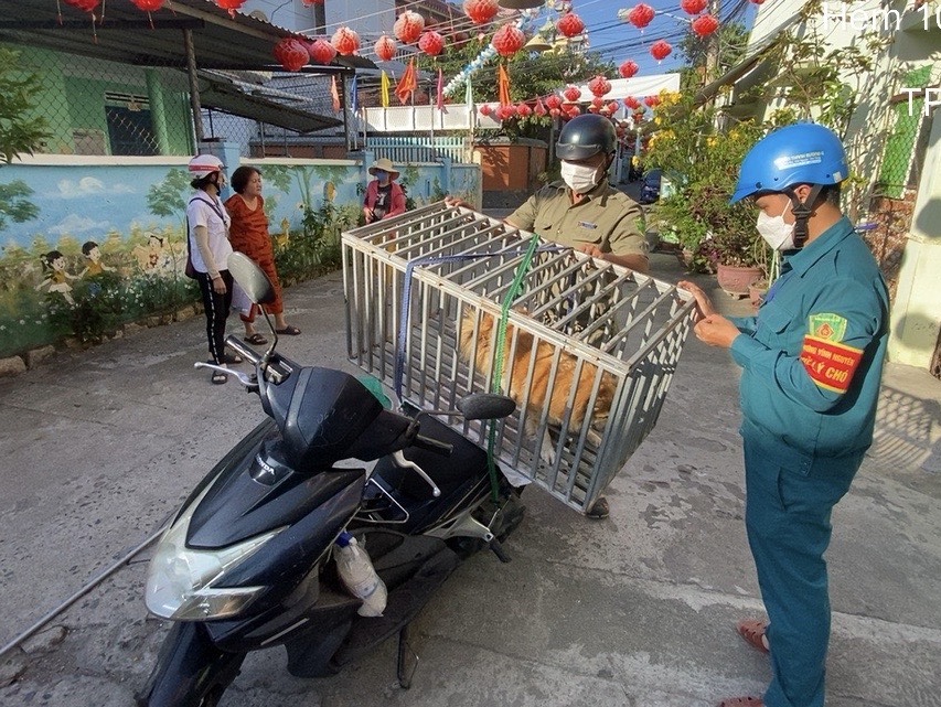 Đội xử lý chó thả rông phường Vĩnh Nguyên (TP. Nha Trang).