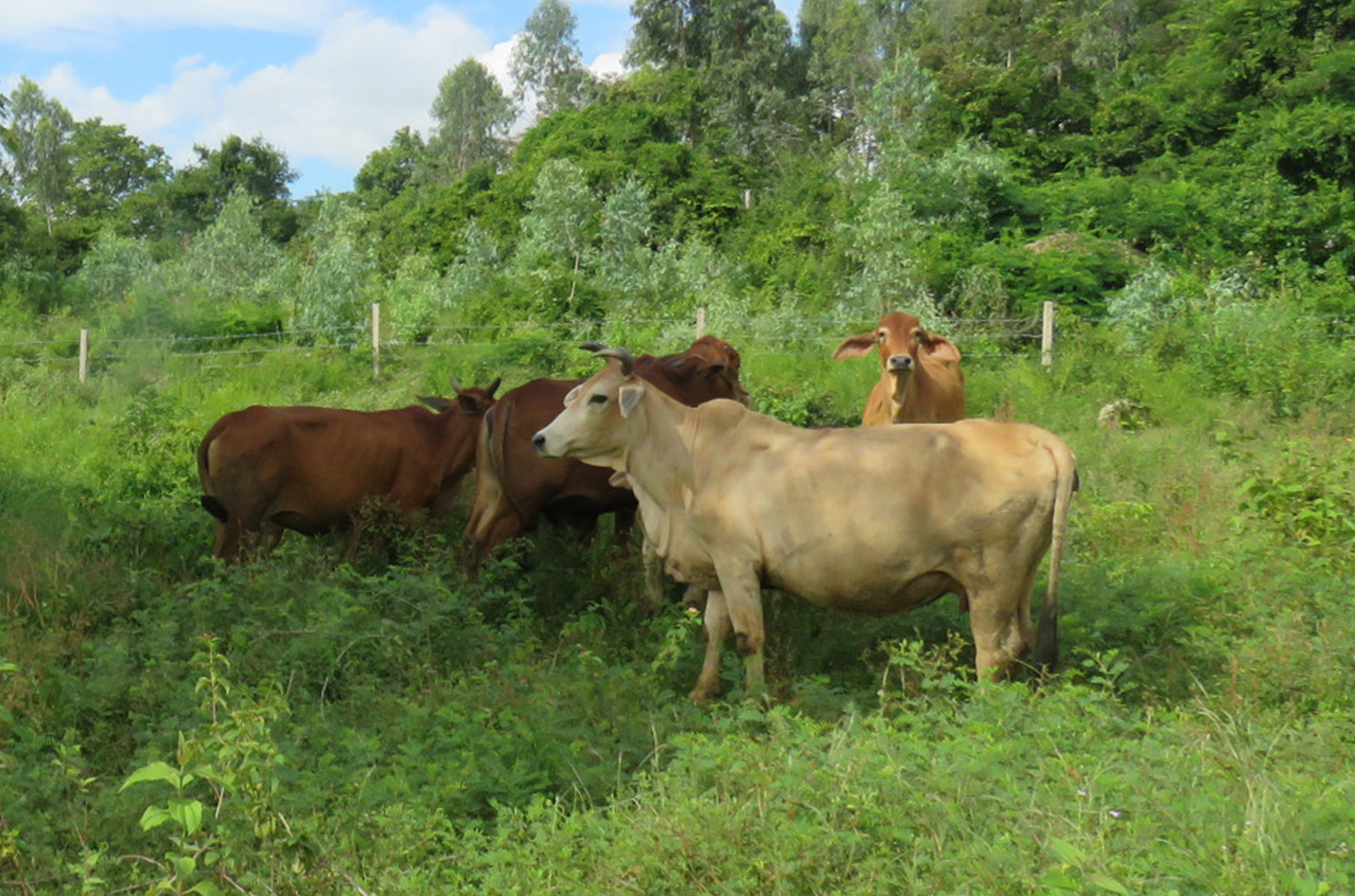 Vạn Ninh: Triển khai kế hoạch phòng, chống dịch bệnh gia súc, gia cầm năm 2025