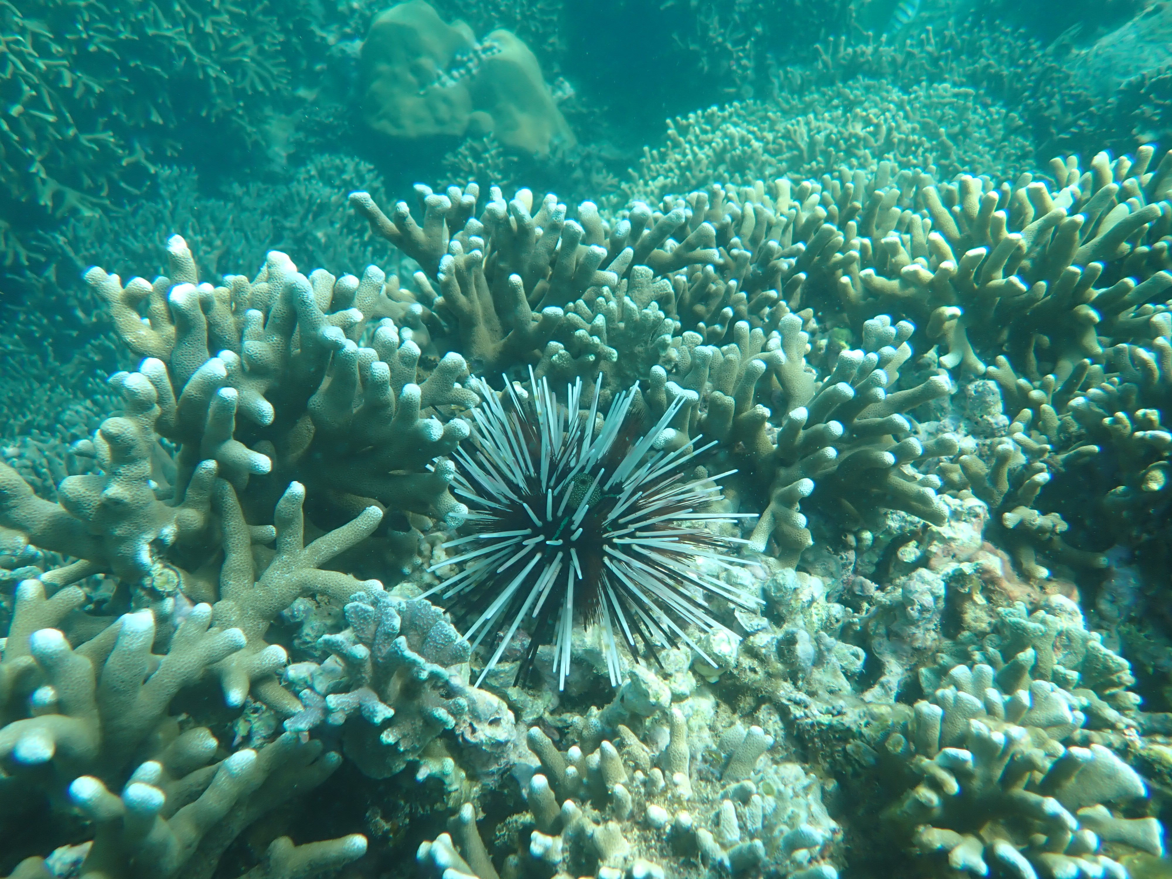 Hệ sinh thái rạn san hô Hòn Mun đang phục hồi tốt