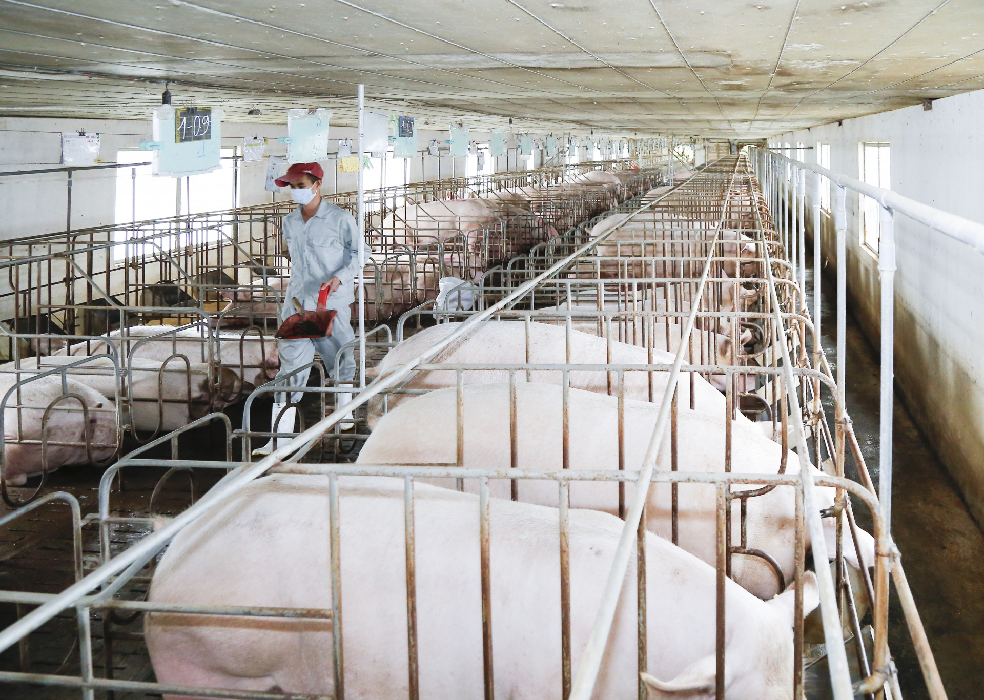 Triển khai tháng tổng vệ sinh tiêu độc khử trùng môi trường chăn nuôi