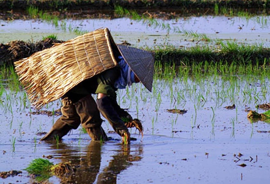 Áo tơi một thời...      