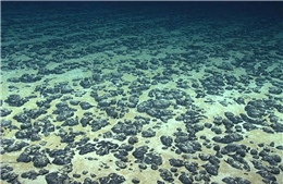 Phát hiện mới về khả năng sản sinh ôxy không cần ánh sáng