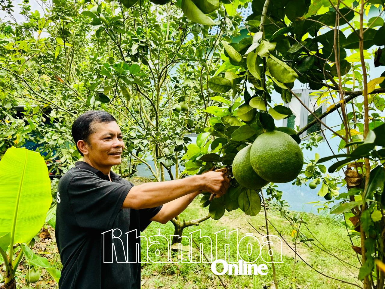 Vườn bưởi của gia đình ông Tại vẫn còn sai quả.
