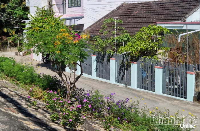 Những bông hoa trong ngõ