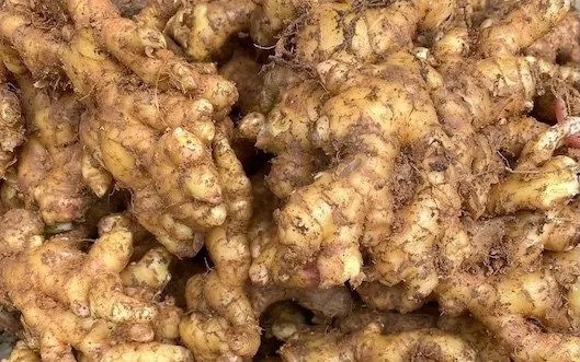 Gừng là loại củ gia vị có thể hỗ trợ chăm sóc tóc. Ảnh: Kiều Vũ