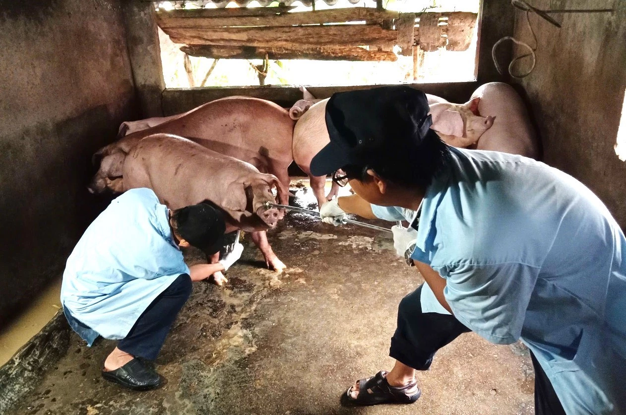 Tiêm vắc xin phòng bệnh cho đàn vật nuôi góp phần chủ động khống chế hiệu quả các dịch bệnh trên địa bàn xã.