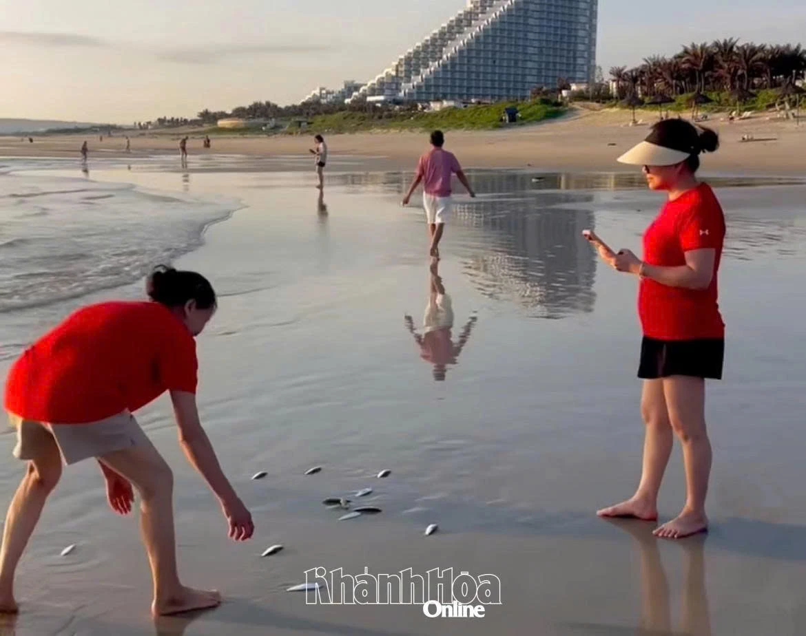 Cá trích dạt vào bờ (ảnh cắt từ clip của Nguyễn Quốc Việt).