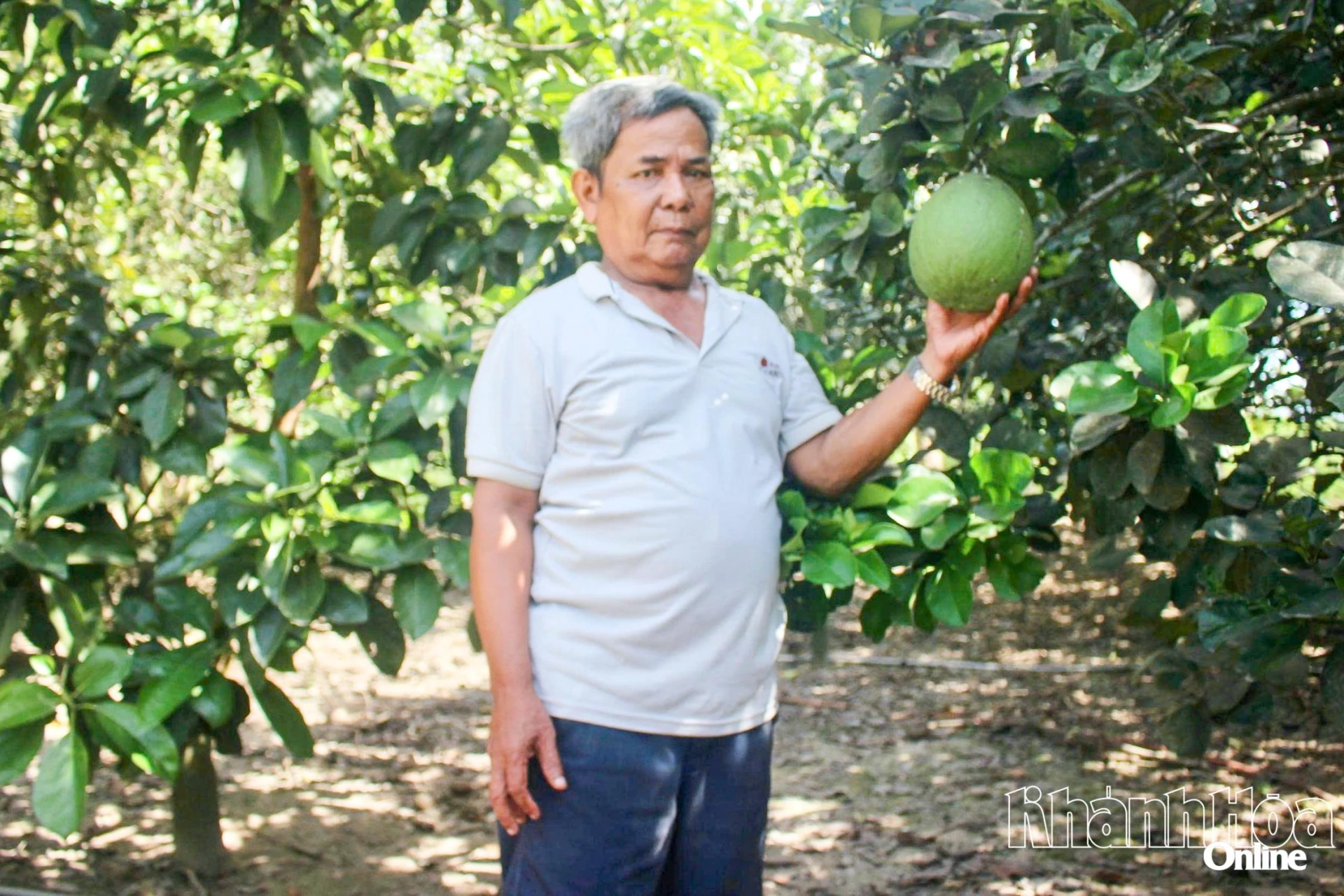 Ông Cao Dáng bên vườn bưởi da xanh.