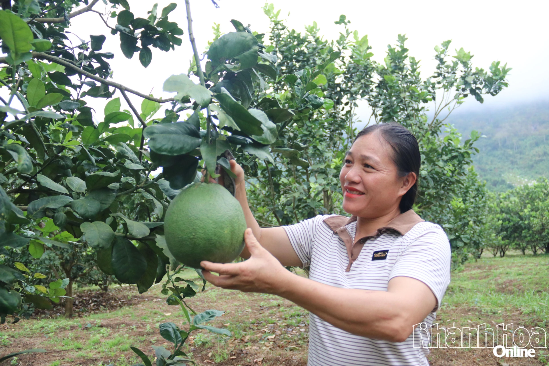 Chị Lục Thị Quyên chăm sóc vườn bưởi 
của gia đình.