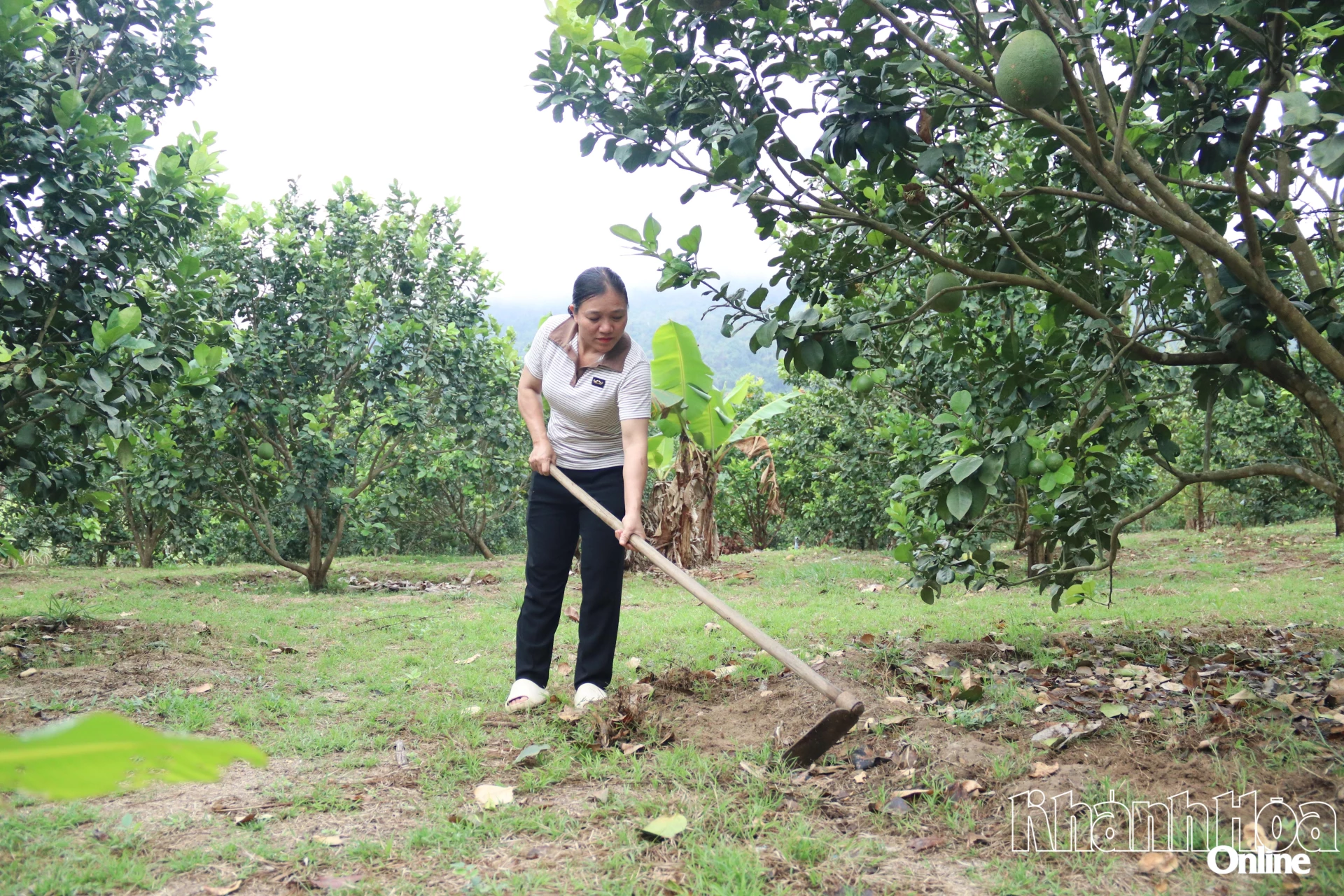 Chị Lục Thị Quyên chăm sóc vườn bưởi 
của gia đình.