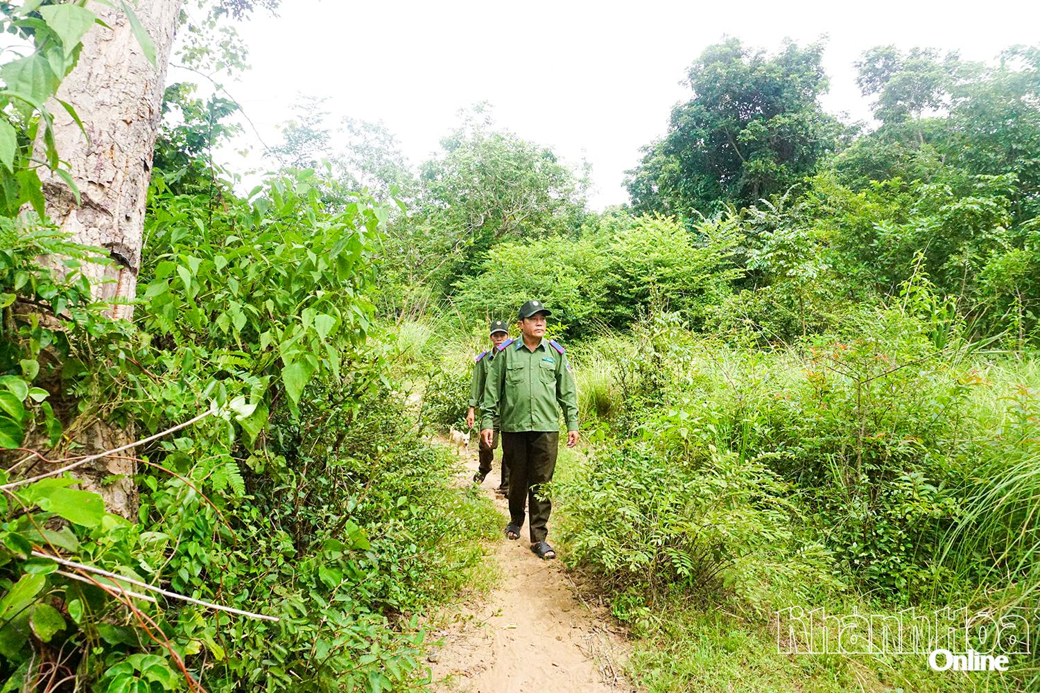 Lực lượng bảo vệ rừng chuyên trách của Ban Quản lý Rừng phòng hộ Bắc Khánh Hòa
đi kiểm tra trong rừng căm xe Ninh Tây.