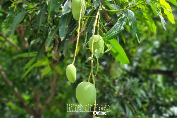 Có một mùa xoài trong ký ức