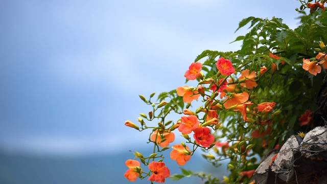 Bài thuốc chữa bệnh từ hoa đăng tiêu