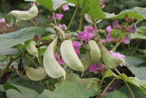 Bài thuốc từ đậu ván trắng giúp hạ nhiệt, giải độc