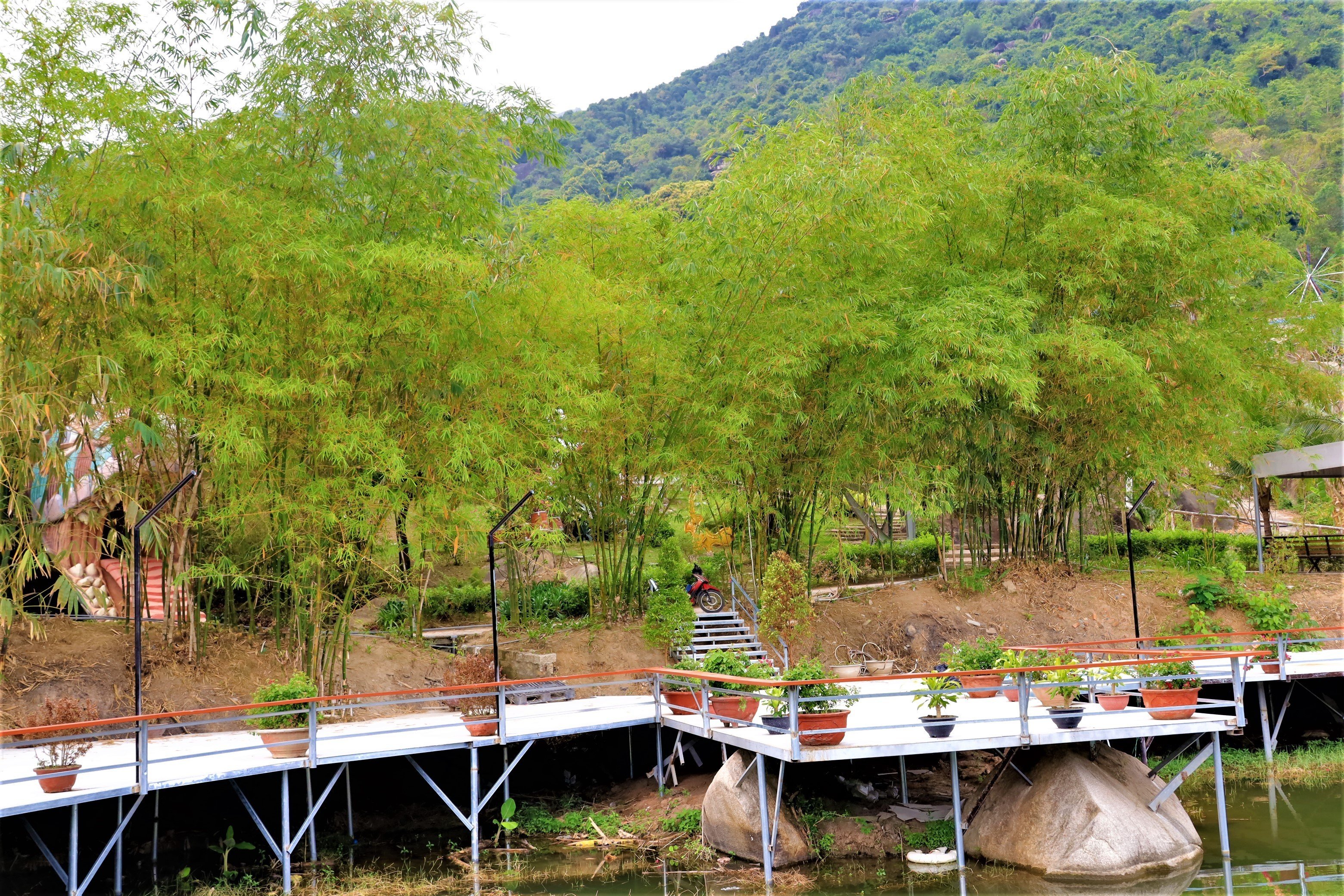 Hàng cây luồng đưa từ Thanh Hóa vào trồng